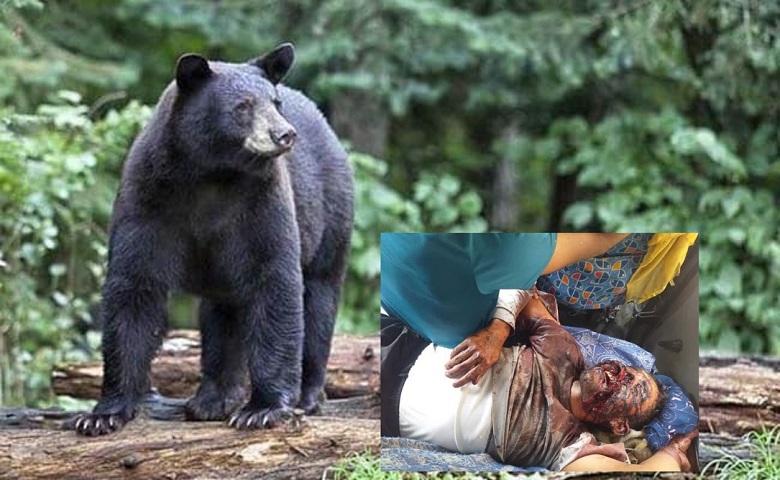 भालू के हमले में बकरी चुगाने गया युवक गंभीर रूप से जख्मी