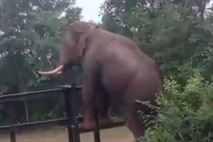 Gymnast Elephant