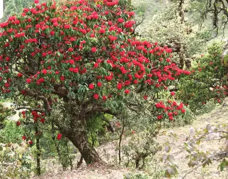 उत्तराखंड में देश के पहले ‘रोडोडेंड्रोन” उद्यान की स्थापना, पौधों की 35 प्रजातियों की गई संरक्षित