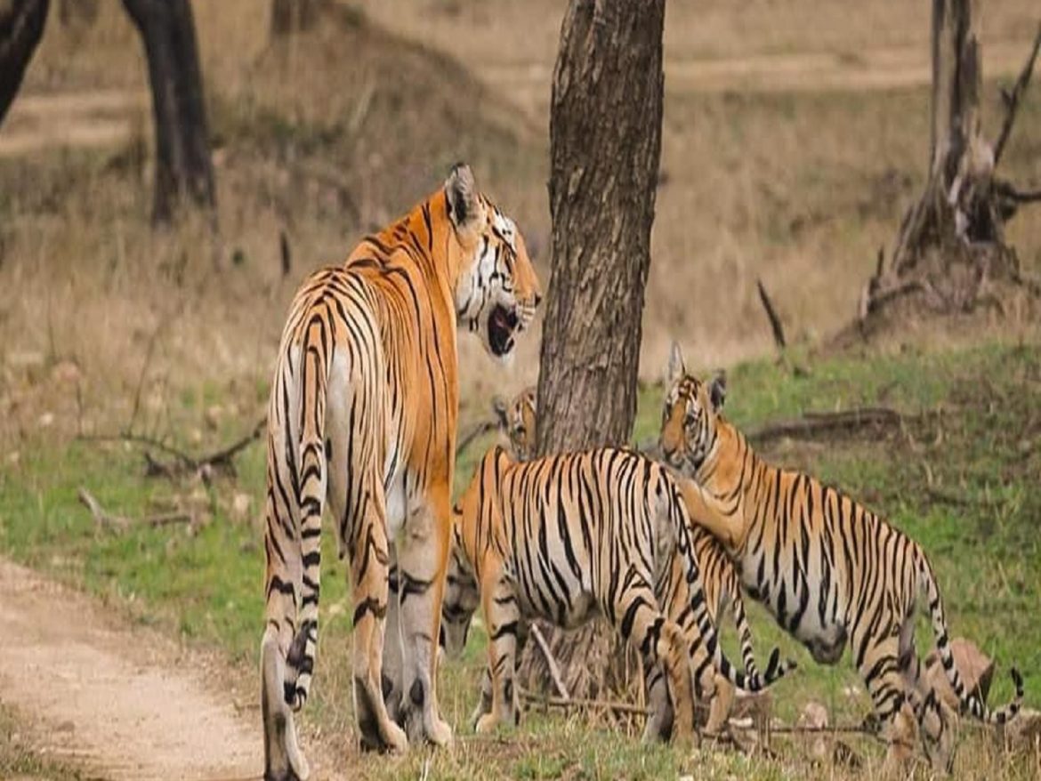 उत्तराखंड में चीला-मोतीचूर हाथी गलियारे में बनी सड़क वन विभाग ने बंद कराई