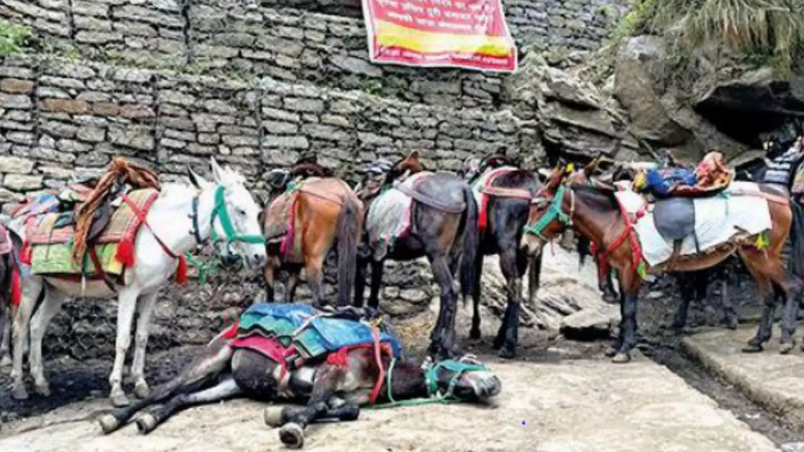 उच्च न्यायालय ने उत्तराखंड सरकार को चारधाम मार्ग पर घोडे़-खच्चरों की मौत पर नोटिस जारी किया