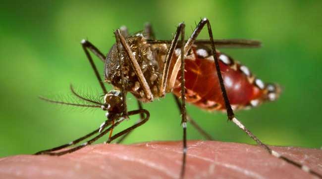 डेंगू का खतरा बढ़ा, अस्पतालों को अलर्ट मोड पर रहने के निर्देश