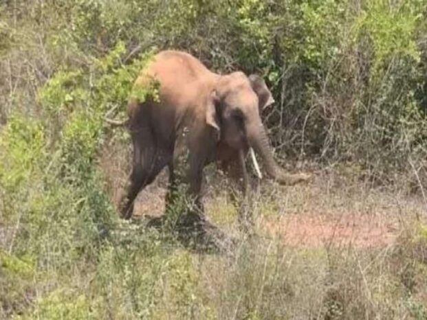 रास्ते में आए हाथी की वीडियो बना रही युवती को हाथी ने दौड़ाया, स्कूटी तोड़ी