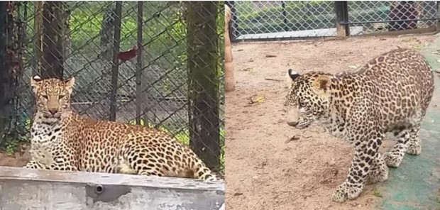 Dehradun Zoo: जू में शामिल हुए दो नए मेहमान रुकसाना और तहसीम – गुलदार के दो शावक