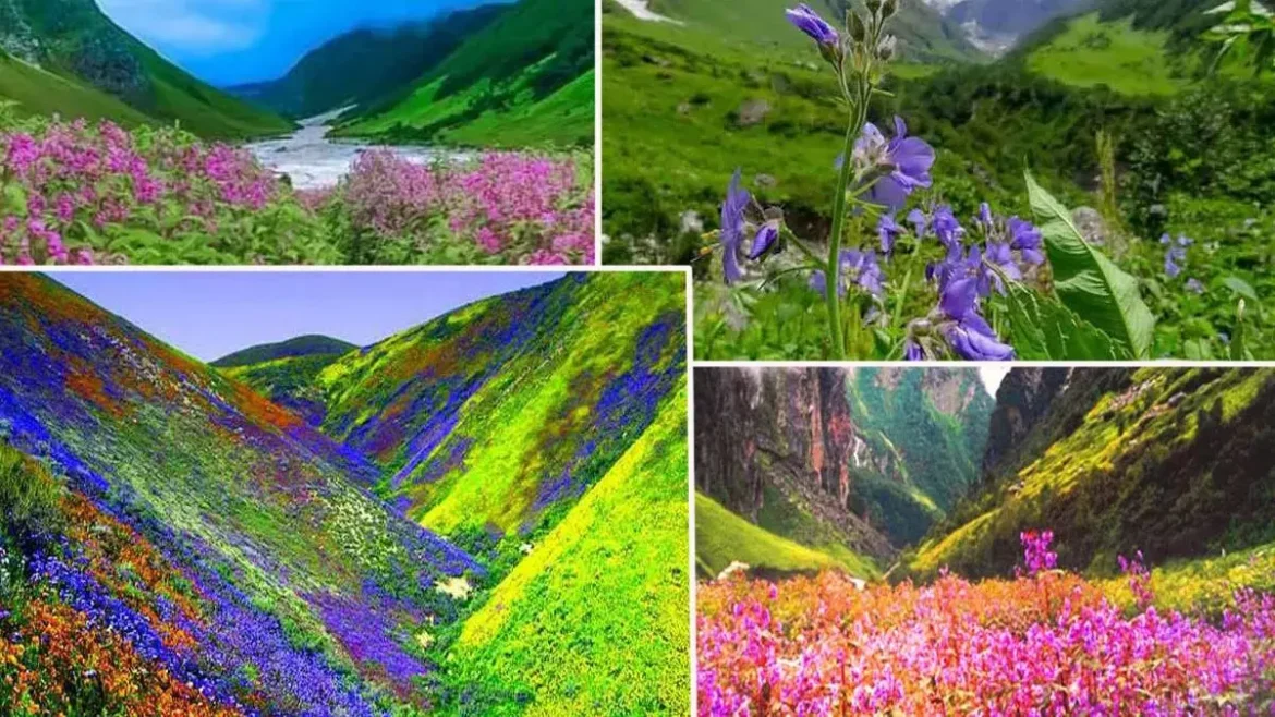 पर्यटकों के लिए खुली विश्व प्रसिद्ध फूलों की घाटी…
