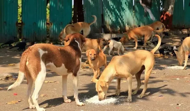 कॉर्बेट टाइगर रिजर्व के आसपास के गांवों में आवारा कुत्तों का किया जाएगा टीकाकरण