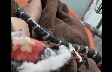 Cobra: शख्स के पलंग में घुस गया लंबा किंग कोबरा, वीडियो देखिये