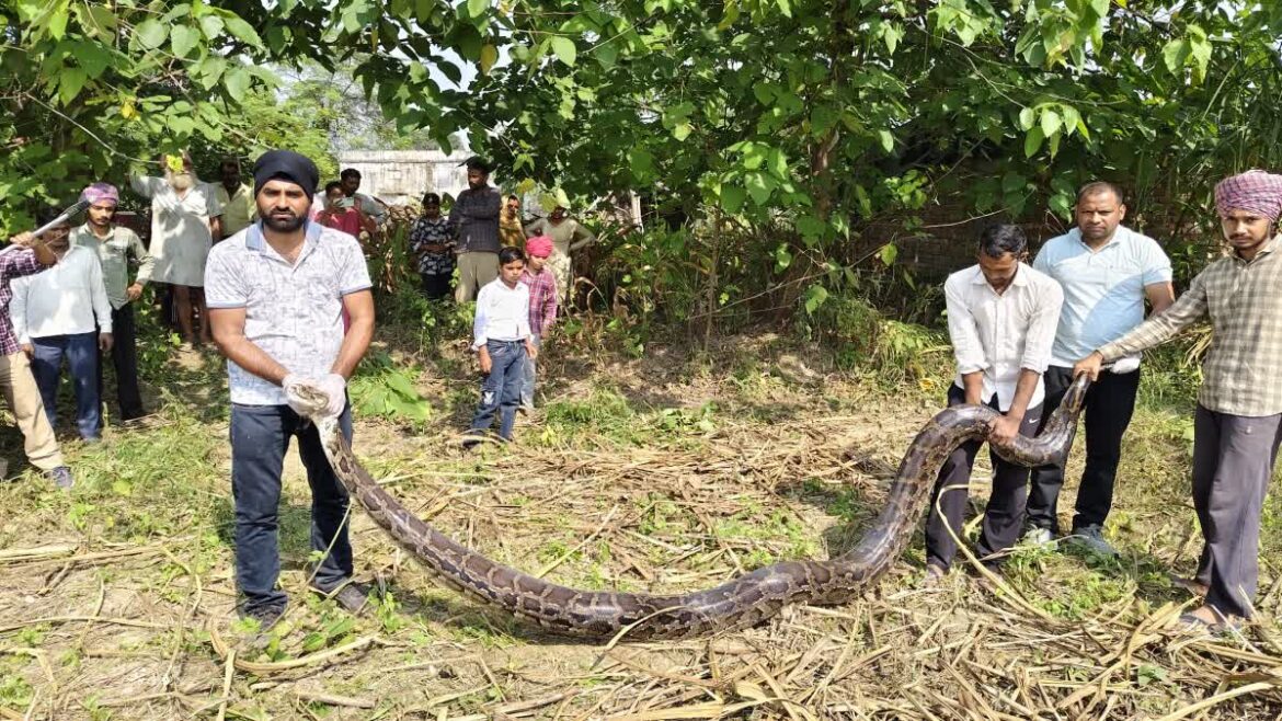 उत्तराखंड में यहाँ मिला 16.7 फीट लंबा विशालकाय अजगर, ग्रामीणों में मचा हड़कंप